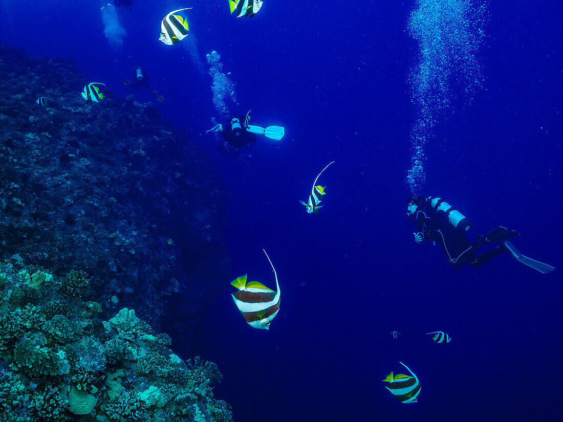 Scuba divers swim through Pennant Butterflyfish (Heniochus diphreutes) feeding on zooplankton off the backwall of Molokini Crater near Maui Island; Molokini Crater, Maui, Hawaii, United States of America