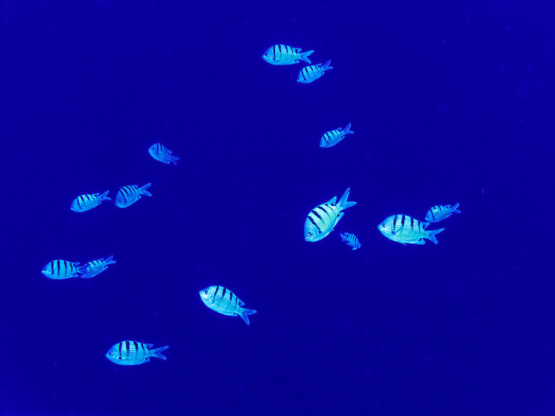 Hawaiian Sergeant (Abudeduf abdomalis) is a Hawaiian endemic fish species. This group was photographed underwater while scuba diving the backwall of Molokini Crater, offshore of Maui; Molokini Crater, Maui, Hawaii, United States of America