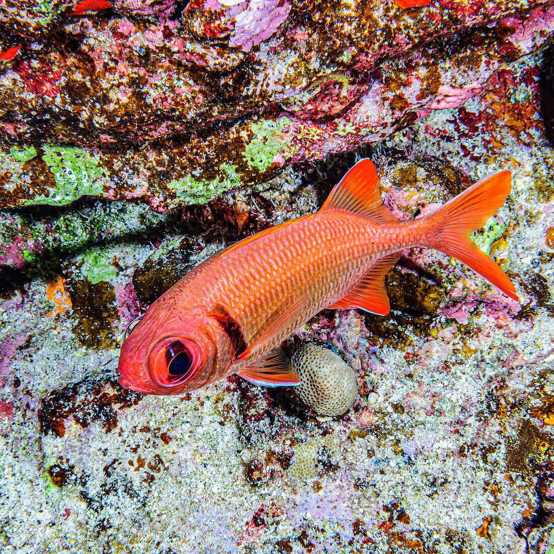 A Pearly Soldierfish (Myripristis kuntee) that was photographed under water while scuba diving at Molokini Crater which is located offshore of Maui; Molokini Crater, Maui, Hawaii, United States of America