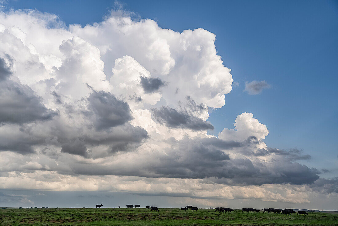 Dramatic skies over the midwest plains of the United States during tornado season. Amazing cloud formations show off mother nature's power and beauty, with grazing cow in the pasture below; Nebraska, United States of America