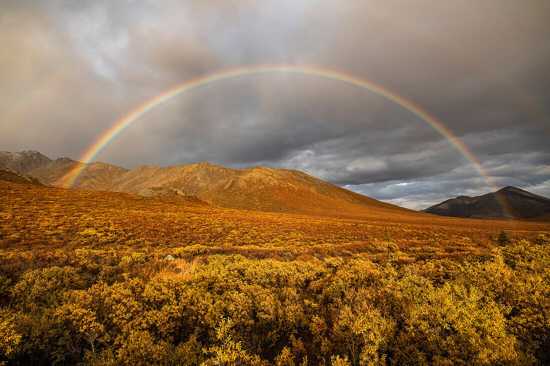Die Landschaft am Dempster Highway erstrahlt in leuchtenden Herbstfarben, und in den Gewitterwolken ist ein Regenbogen zu sehen; Dawson City, Yukon, Kanada