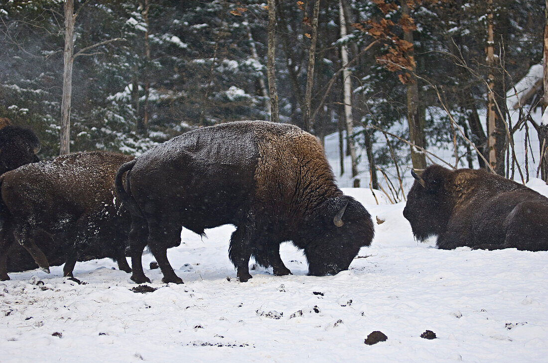 Bisons bei der Futtersuche im Schnee, Parc Omega, Montebello, Quebec, Kanada