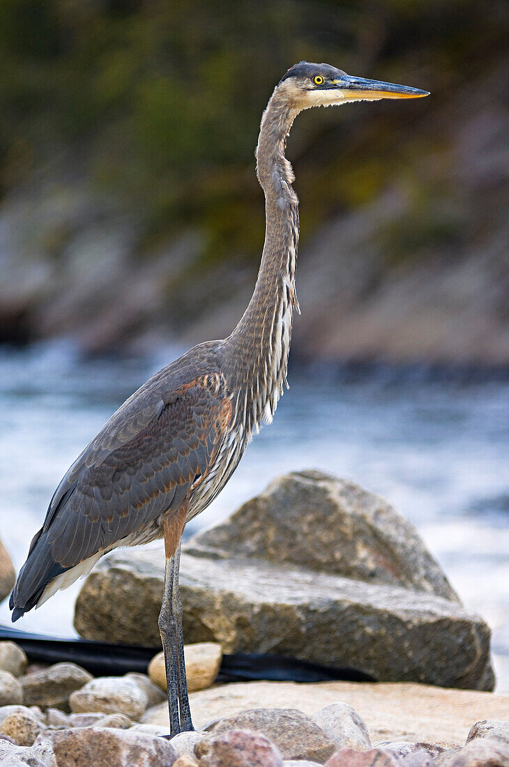 Blaureiher am Flussufer, Hautes-Gorges-Park-de-la-Riviere-Malbaie, Québec, Kanada