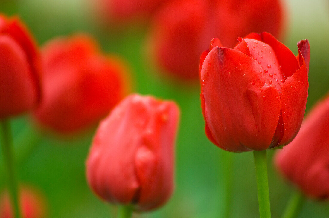 Close-up of Tulips at the Real Jardin Botanico de Madrid, Madrid, Spain