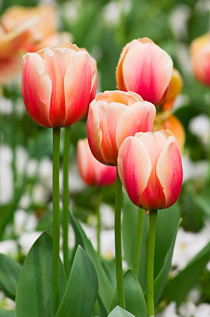 Nahaufnahme von Tulpen im Real Jardin Botanico de Madrid, Madrid, Spanien