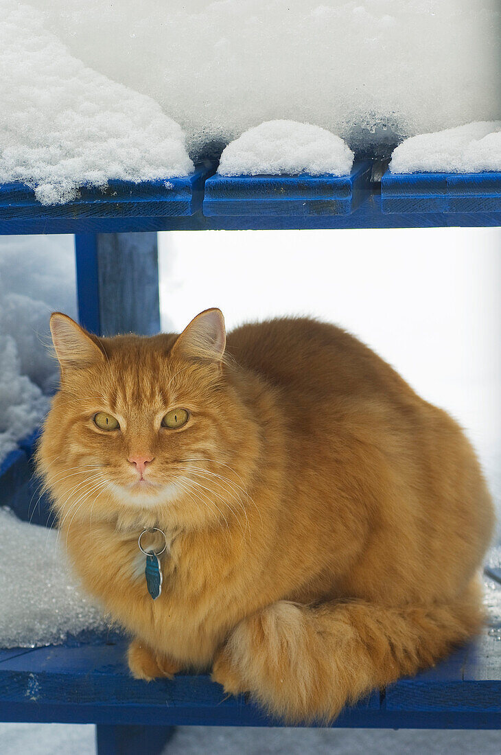 Portrait of Cat Outdoors, Quebec, Canada