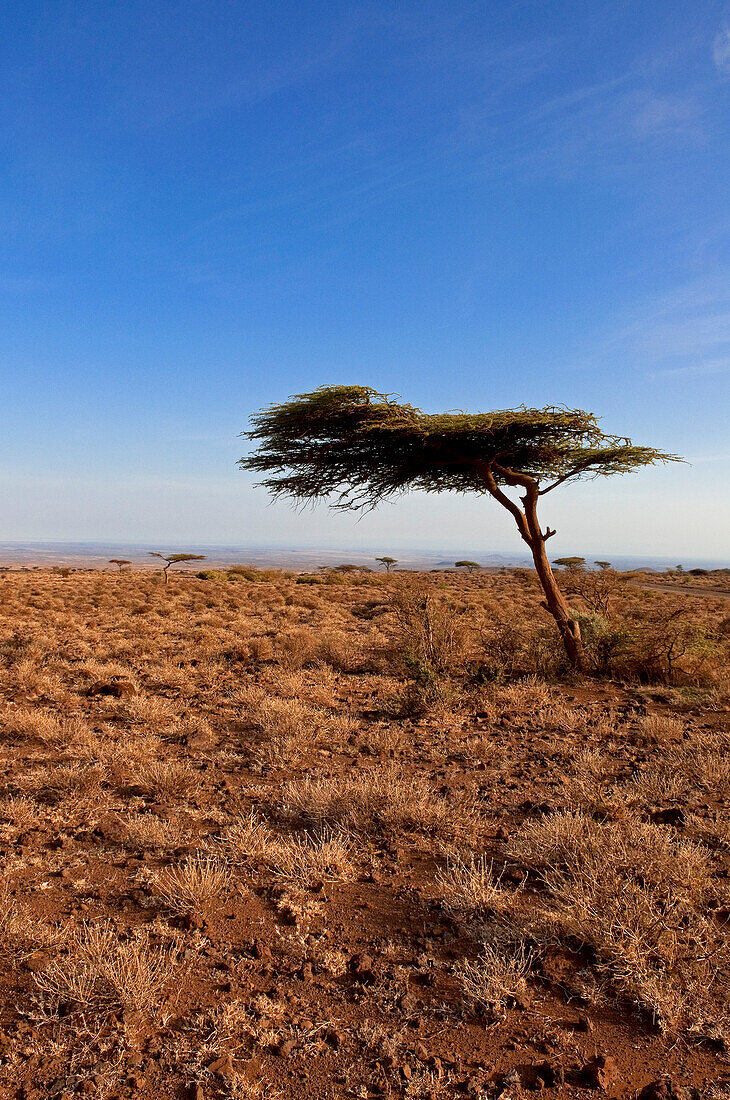 Baum im Marsabit-Nationalpark und -Reservat, Marsabit-Distrikt, Kenia