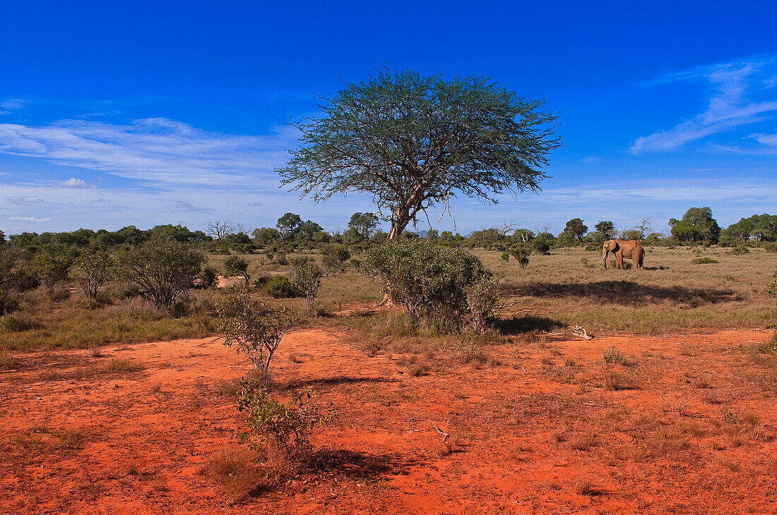 Elefant im Tsavo-Nationalpark, Kenia