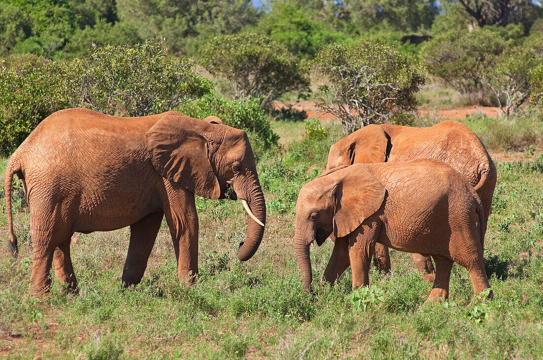 Elephants at Tsavo National Park, Kenya