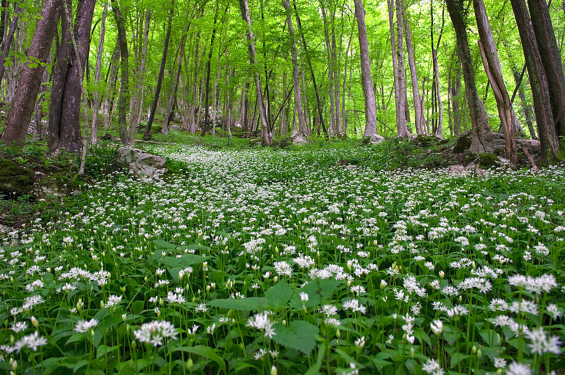 Soca Valley, Slovenia