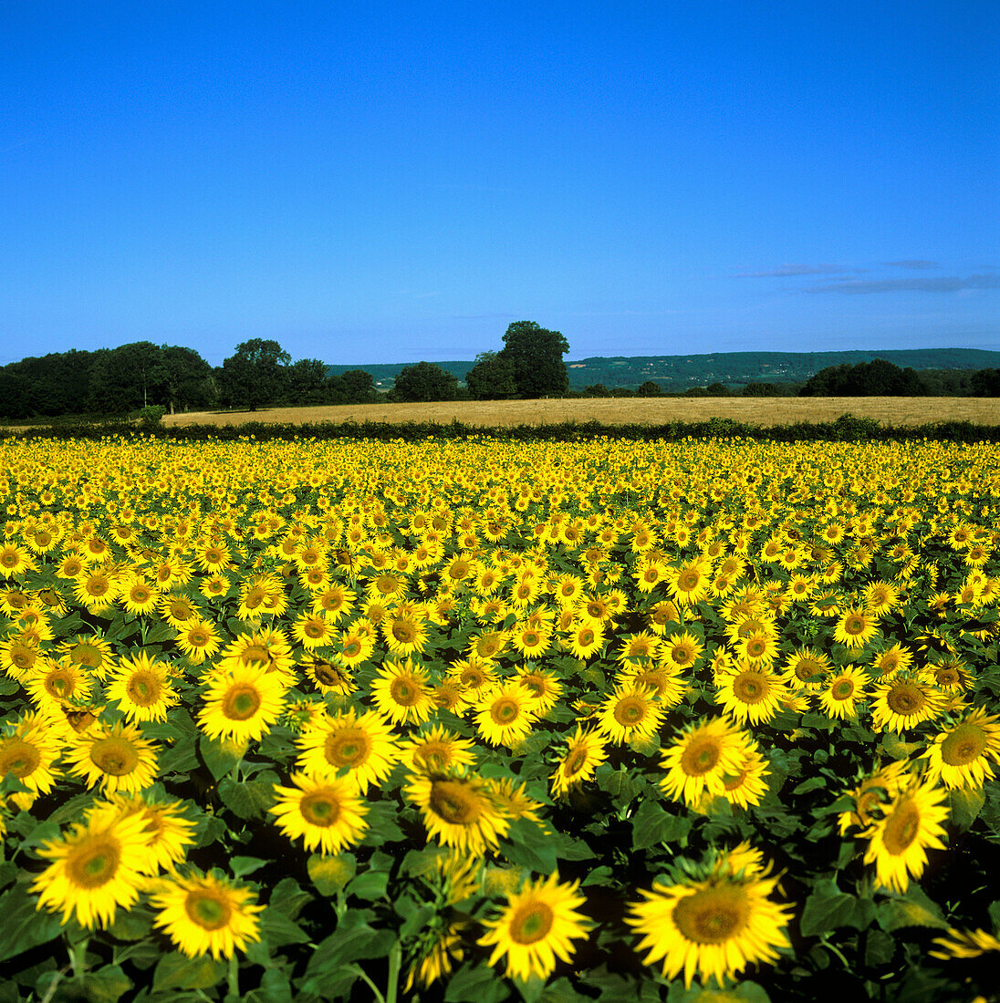 Sonnenblumenfeld, Bourgogne, Frankreich