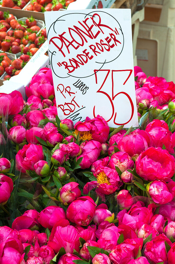 Pfingstrosen am Blumenstand, Kopenhagen, Dänemark