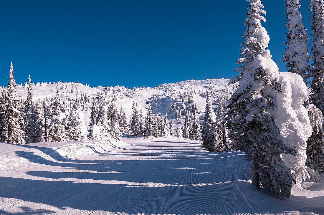 Snow Covered Trees, Big White Mountain, Kelowna, British Columbia, Canada