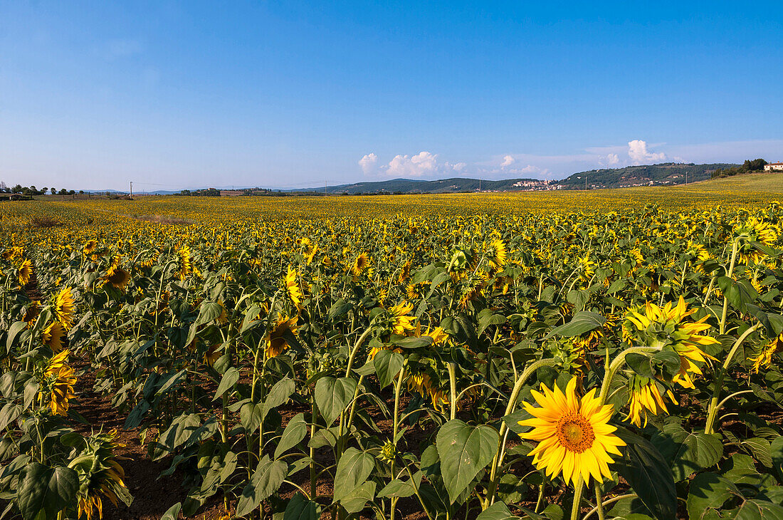 Field of sunflowers, Val d'Orcia, Province of Siena, Tuscany, Italy