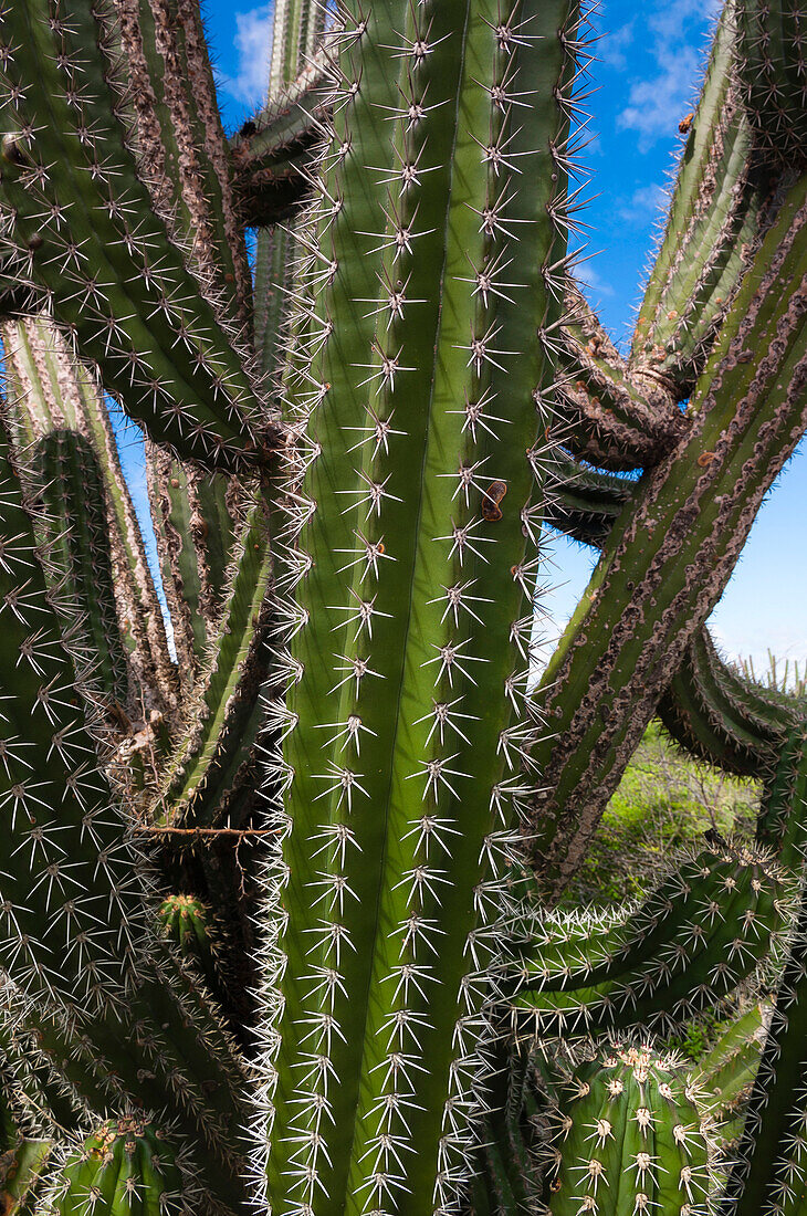 Close-up of Needles on Cactus, Aruba, Lesser Antilles, Caribbean