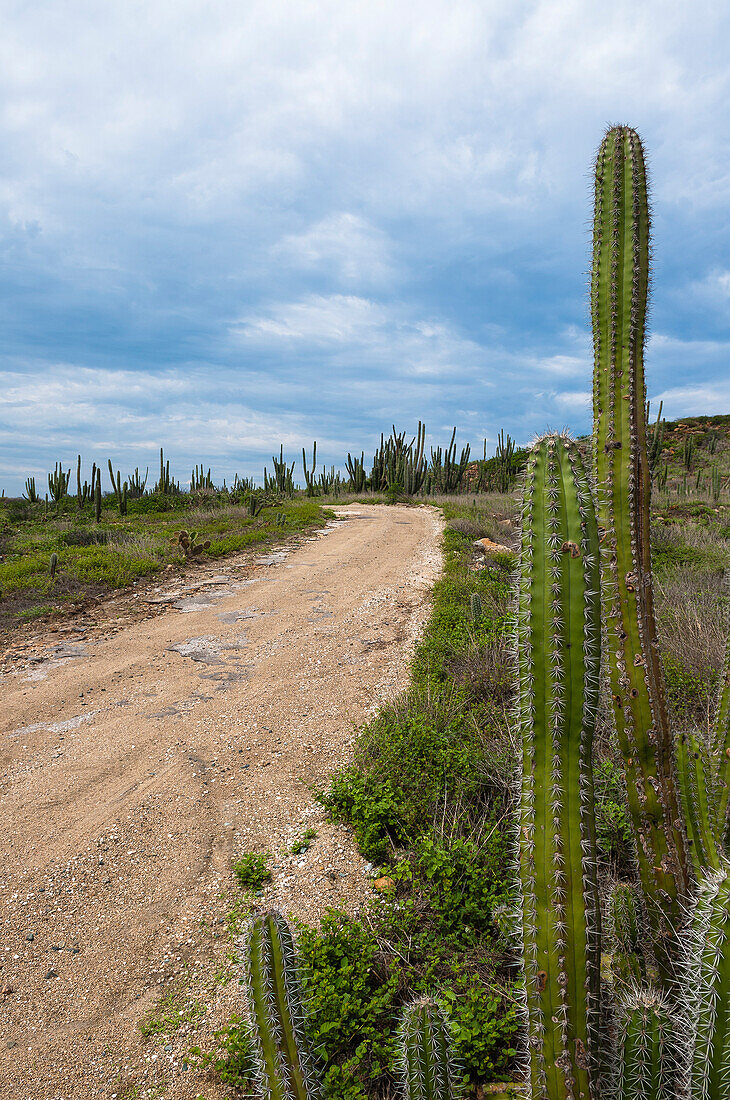 Kaktus an Schotterstraße, Arikok-Nationalpark, Aruba, Kleine Antillen, Karibik