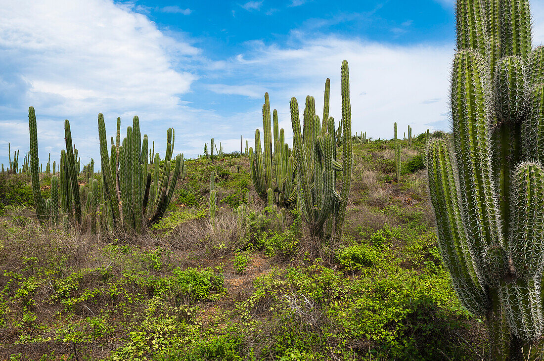Landscape with Cactus, Arikok National Park, Aruba, Lesser Antilles, Caribbean