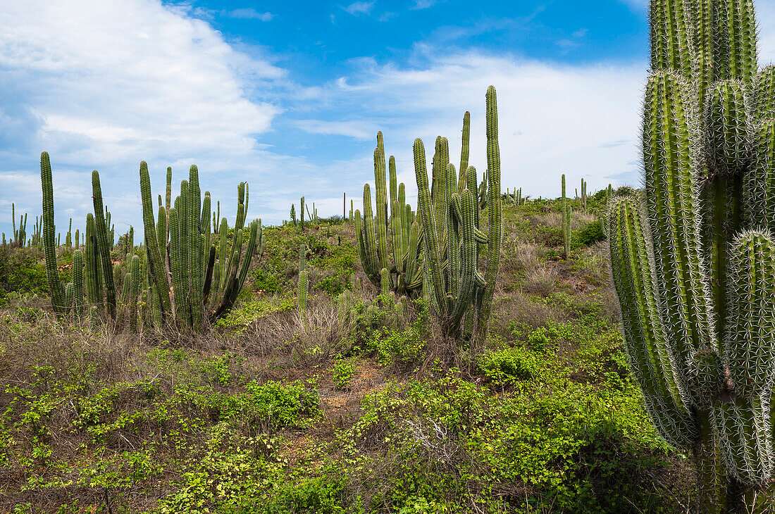 Landschaft mit Kaktus, Arikok-Nationalpark, Aruba, Kleine Antillen, Karibik