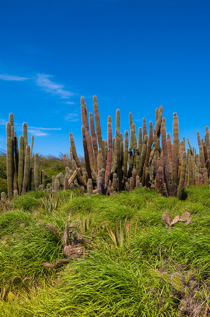 Landschaft mit Kaktus, Aruba, Kleine Antillen, Karibik