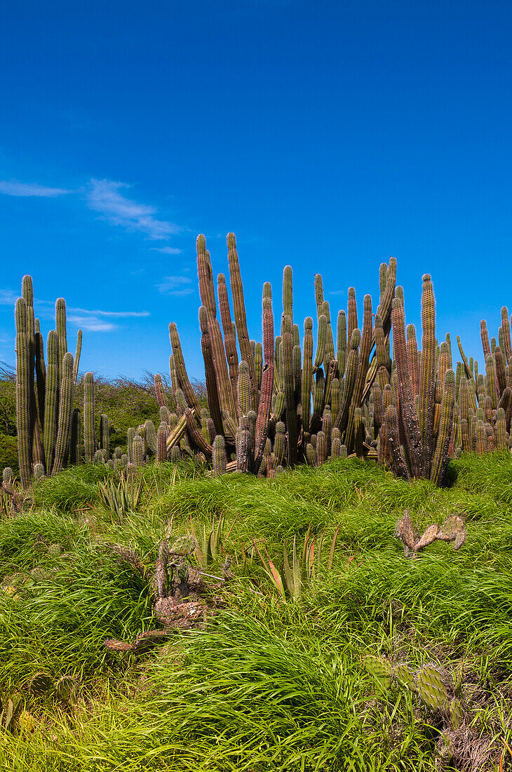 Scenic with Cactus, Aruba, Lesser Antilles, Caribbean