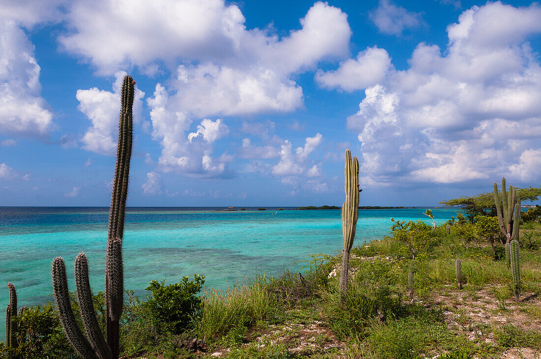Scenic with Cactus by Coast, Mangel Halto Beach, Aruba, Lesser Antilles, Caribbean