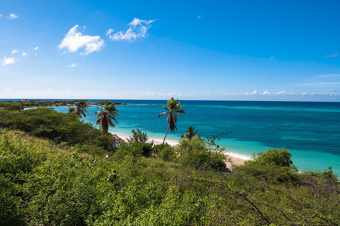 Scenic of Palm Trees and Coast, Rodgers Beach, Aruba, Lesser Antilles, Caribbean