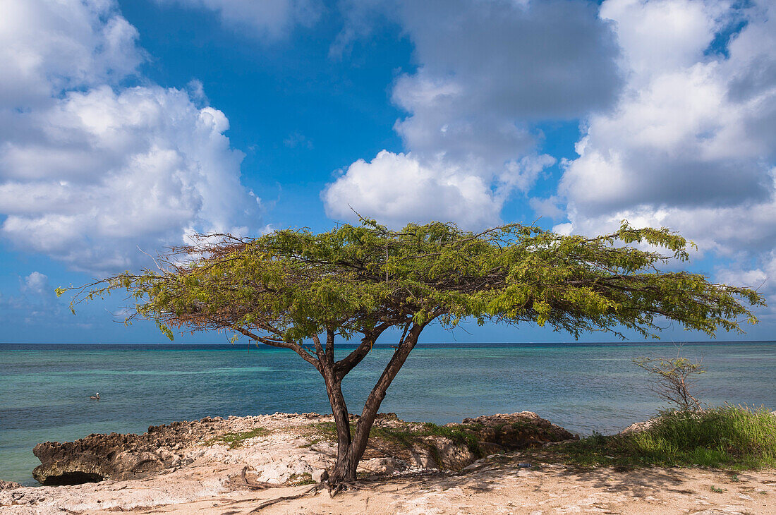 Einsamer Baum am Strand, Savaneta, Aruba, Kleine Antillen, Karibik