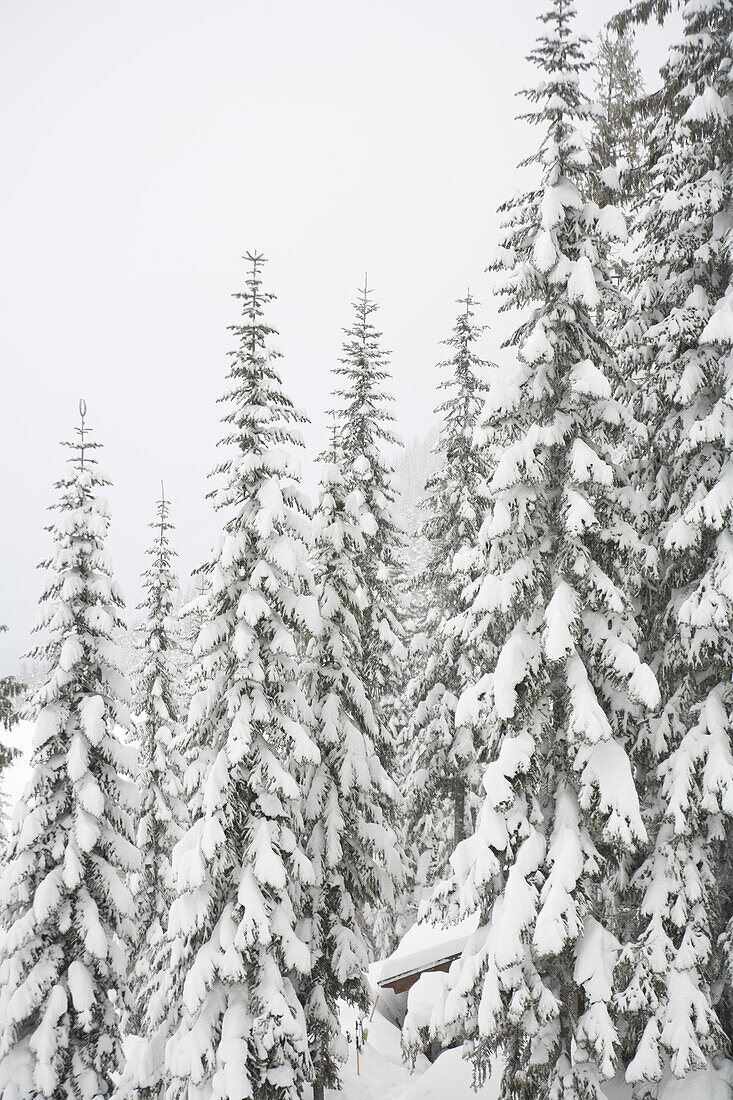 Cascade Mountains, Washington, USA