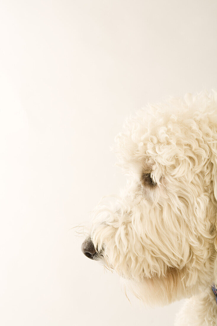 Portrait of Golden Doodle