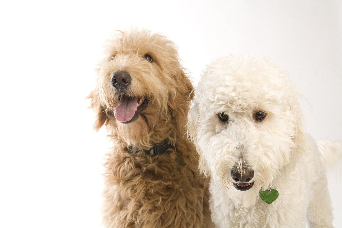 Portrait of Golden Doodles