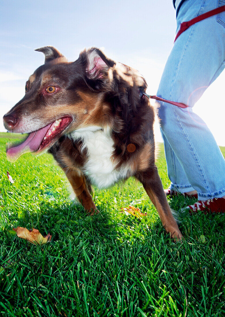 Dog and Owner Tangled in Leash