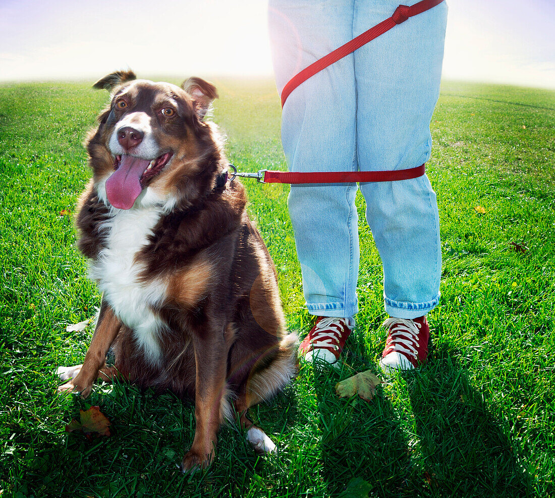 Dog and Owner Tangled in Leash