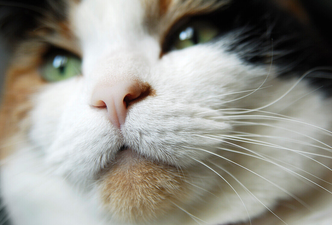 Close-up of Calico Cat