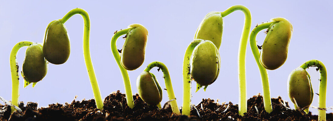 Row of Sprouting Bean Plants
