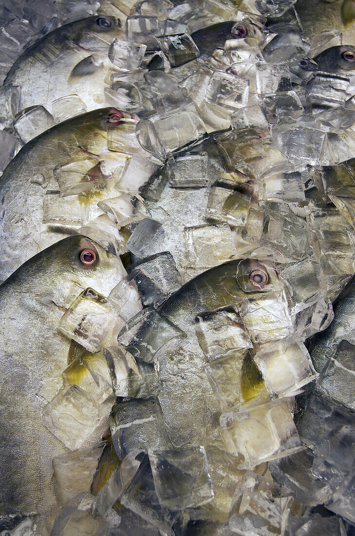 frischer Fisch in Eis verpackt