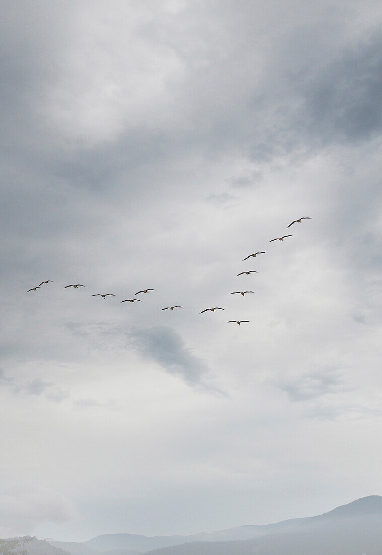 View of Canada Geese flying in formation, Vancouver Island, British Columbia, Canada