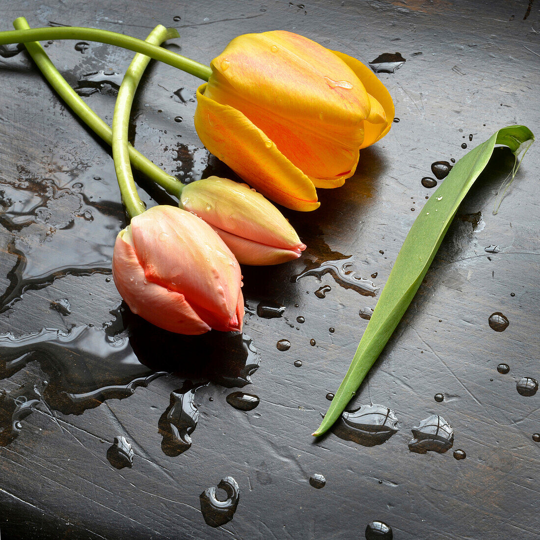 Nahaufnahme von Tulpen auf schwarzem Tisch mit Wassertropfen, Studioaufnahme