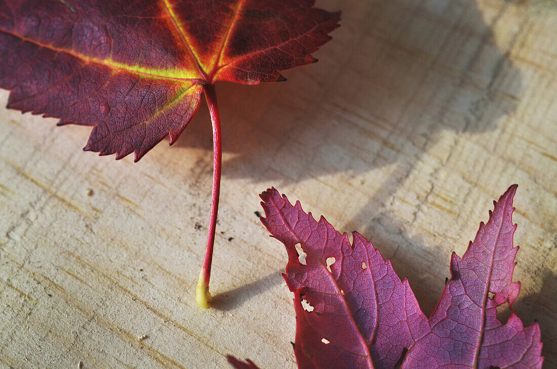 Close up of autumn leaves on wooden background