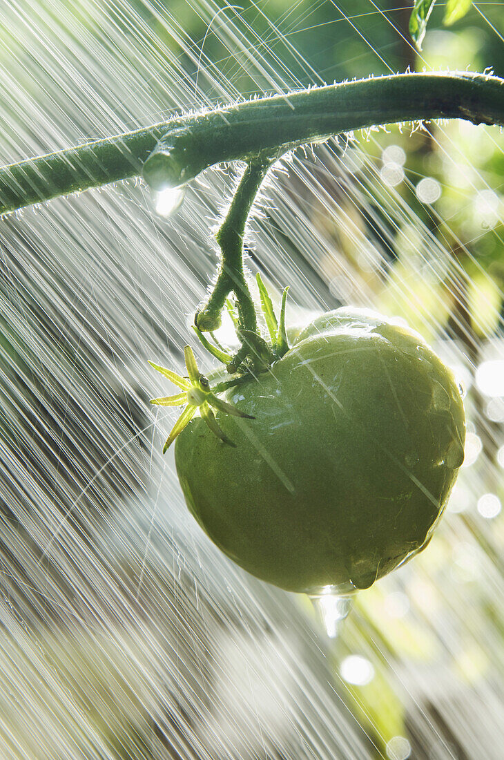Bewässerung einer grünen Tomate im Garten