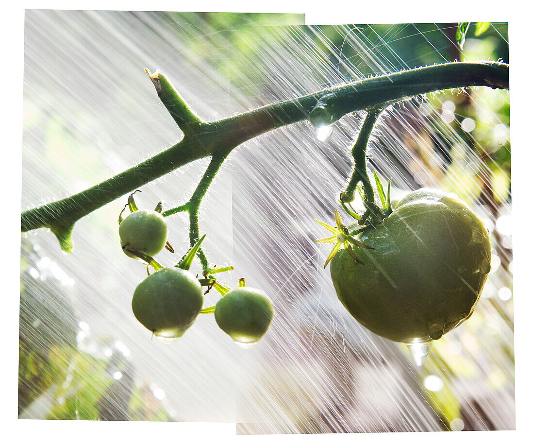 Composite Photo of Watering Green Tomatoes