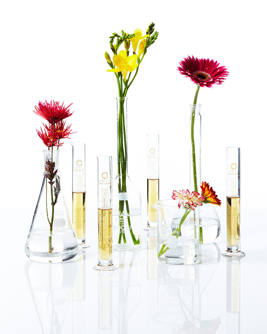 Beakers with flowers and test tubes with wine for party, studio shot