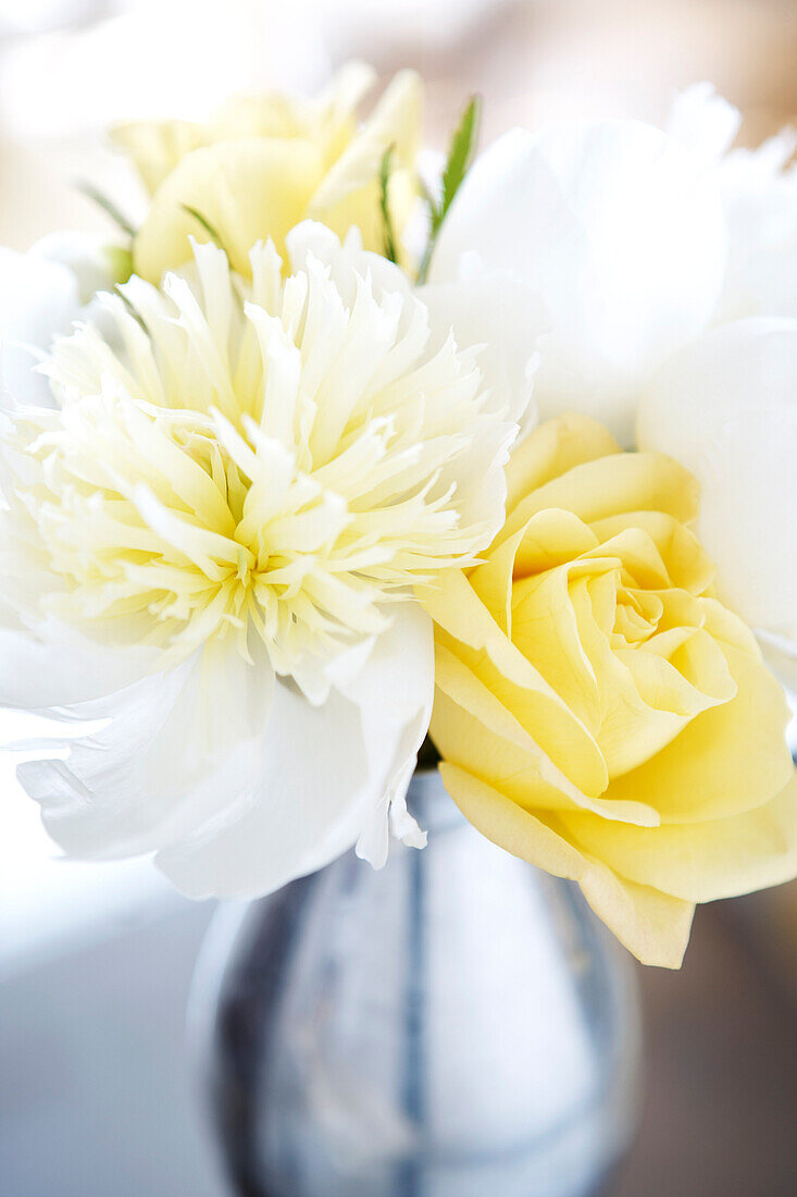 Flowers in Vase