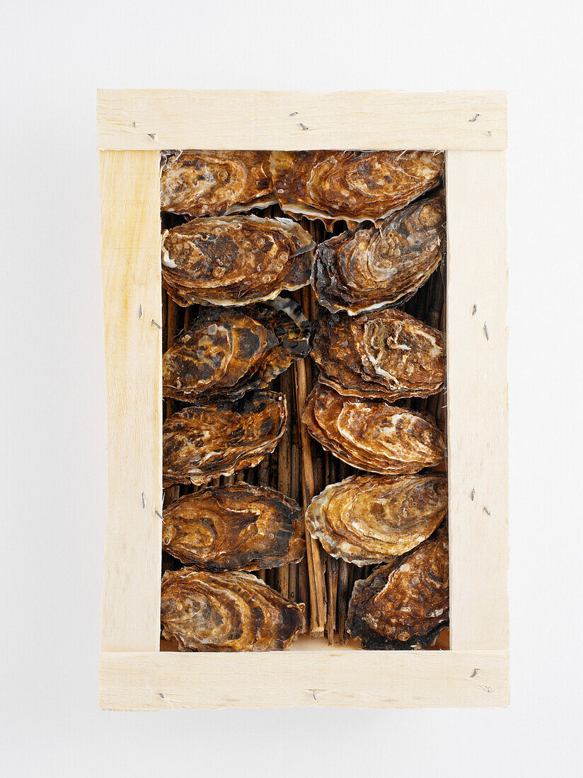 Overhead View of Box of Oysters, Studio Shot