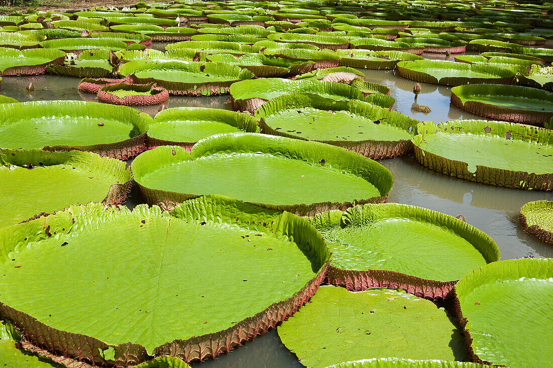 Riesige Amazonas-Seerosen, Sir Seewoosagur Ramgoolam Botanical Gardens, Mauritius