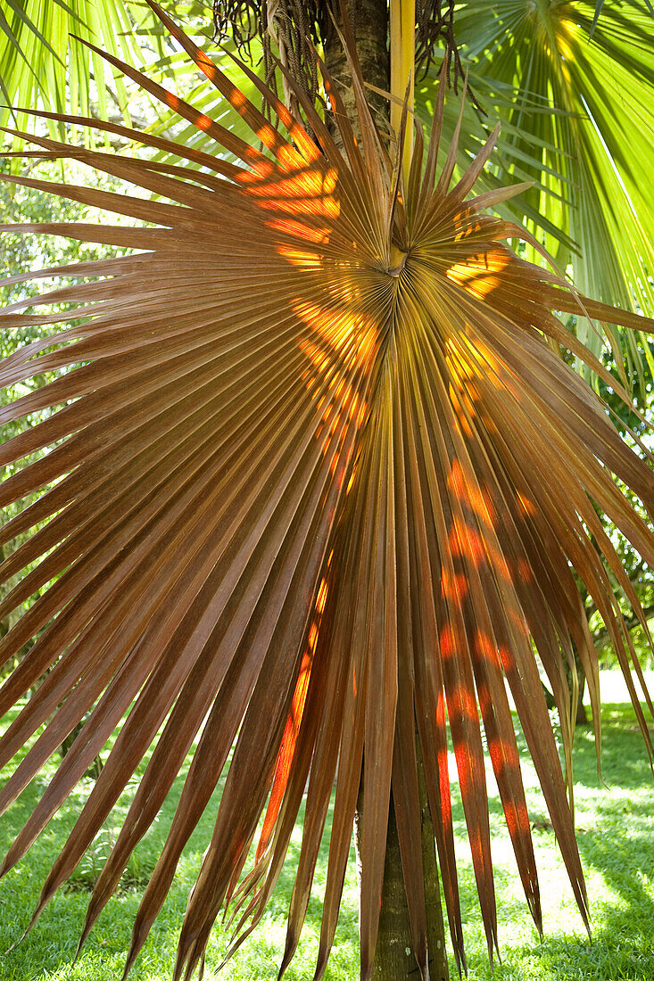 Palm Leaf, Sir Seewoosagur Ramgoolam Botanical Gardens, Mauritius