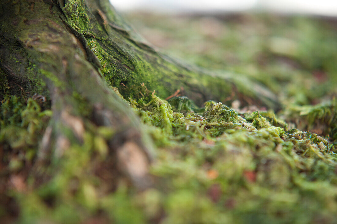 Bonsai Tree Trunk and Moss, Brooklyn Botanical Gardens, Brooklyn, New York City, New York, USA