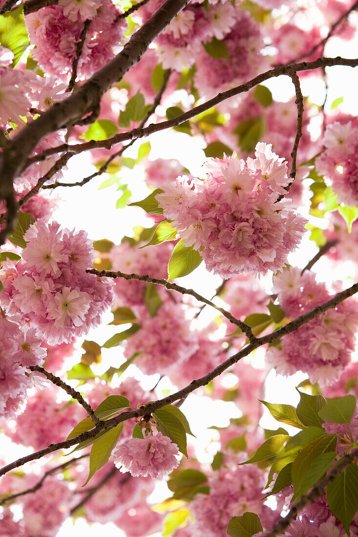 Cherry Blossom Tree, Brooklyn Botanical Gardens, Brooklyn, New York City, New York, USA