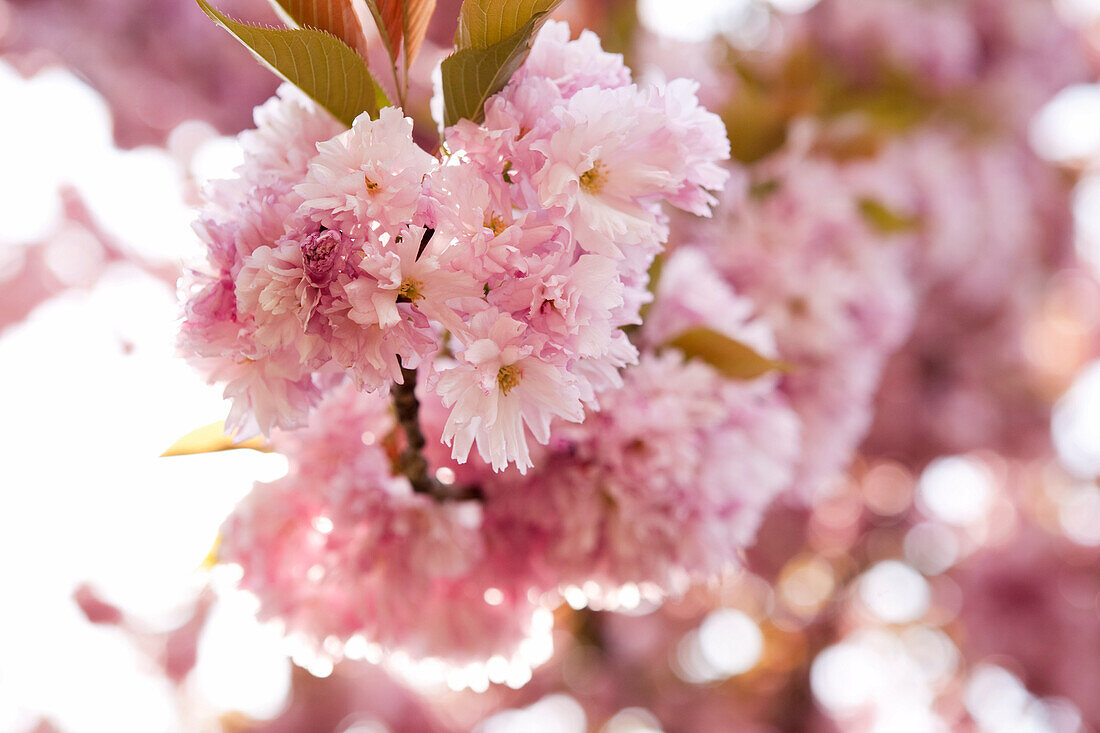 Cherry Blossom Tree, Brooklyn Botanical Gardens, Brooklyn, New York City, New York, USA