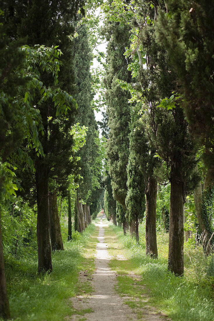 Tree Lined Country Road