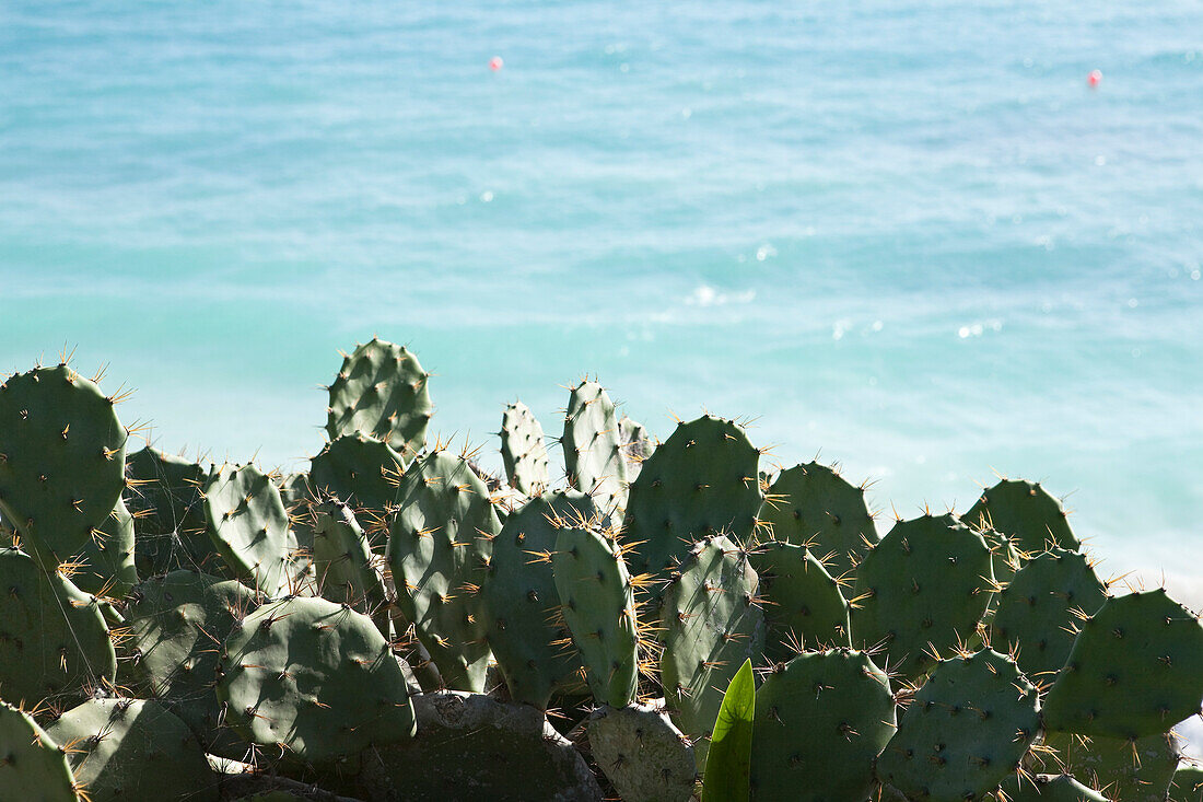Cactus by Ocean, Tulum, Yucatan Peninsula, Mexico